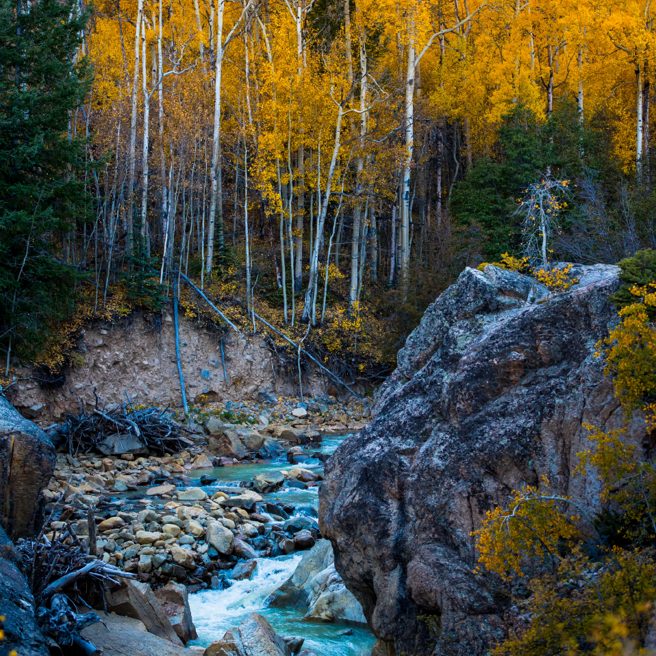 Nature heals. Лес Пандо. Пандо дерево. Peacefulness. Nature is Healing.