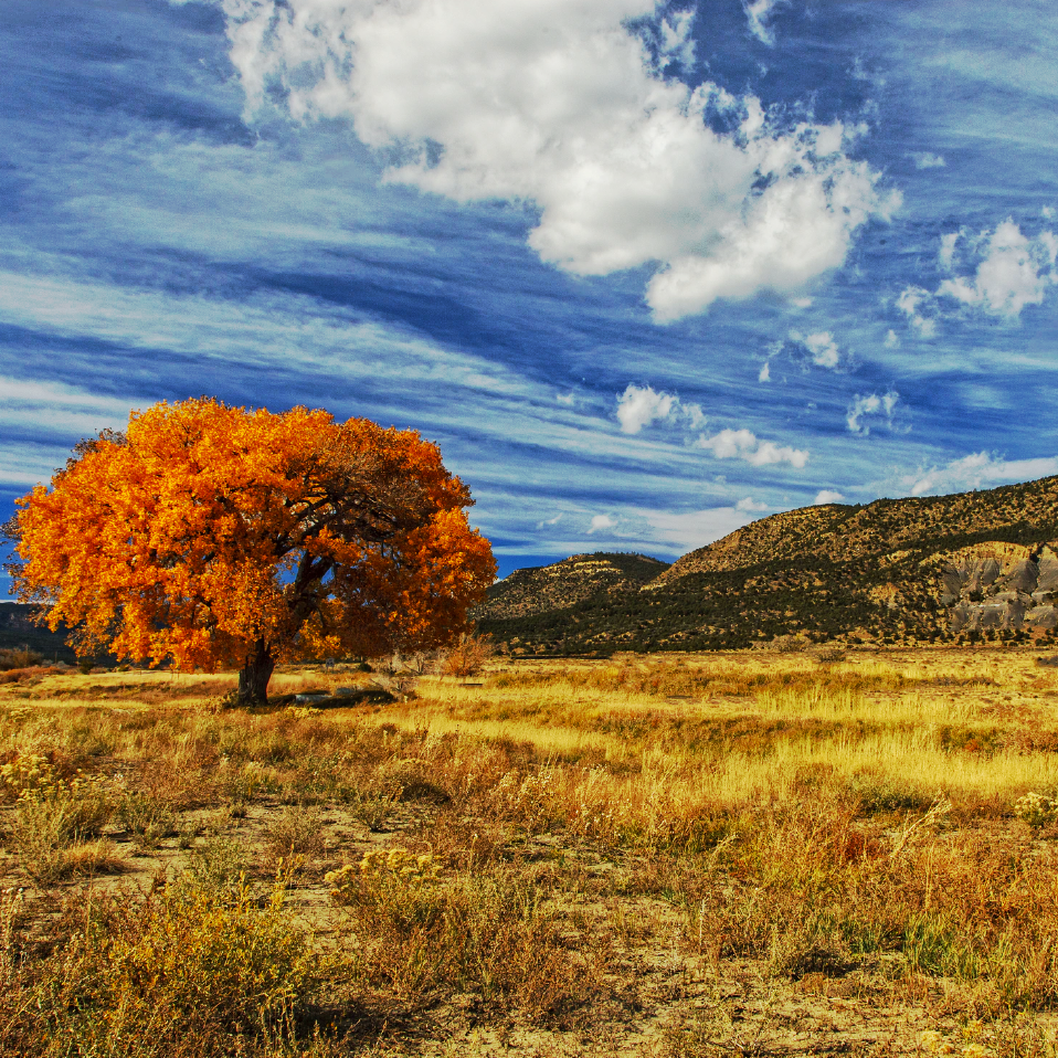 Taos New Mexico Autumn Leaves