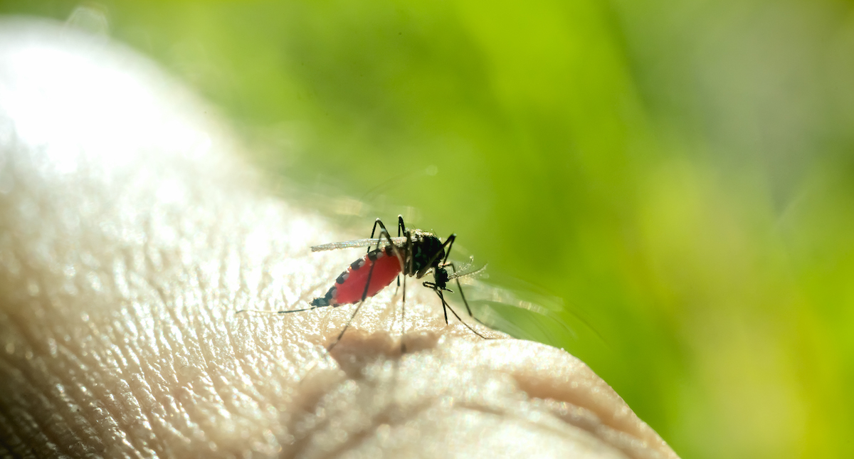 pacific northwest biting insects