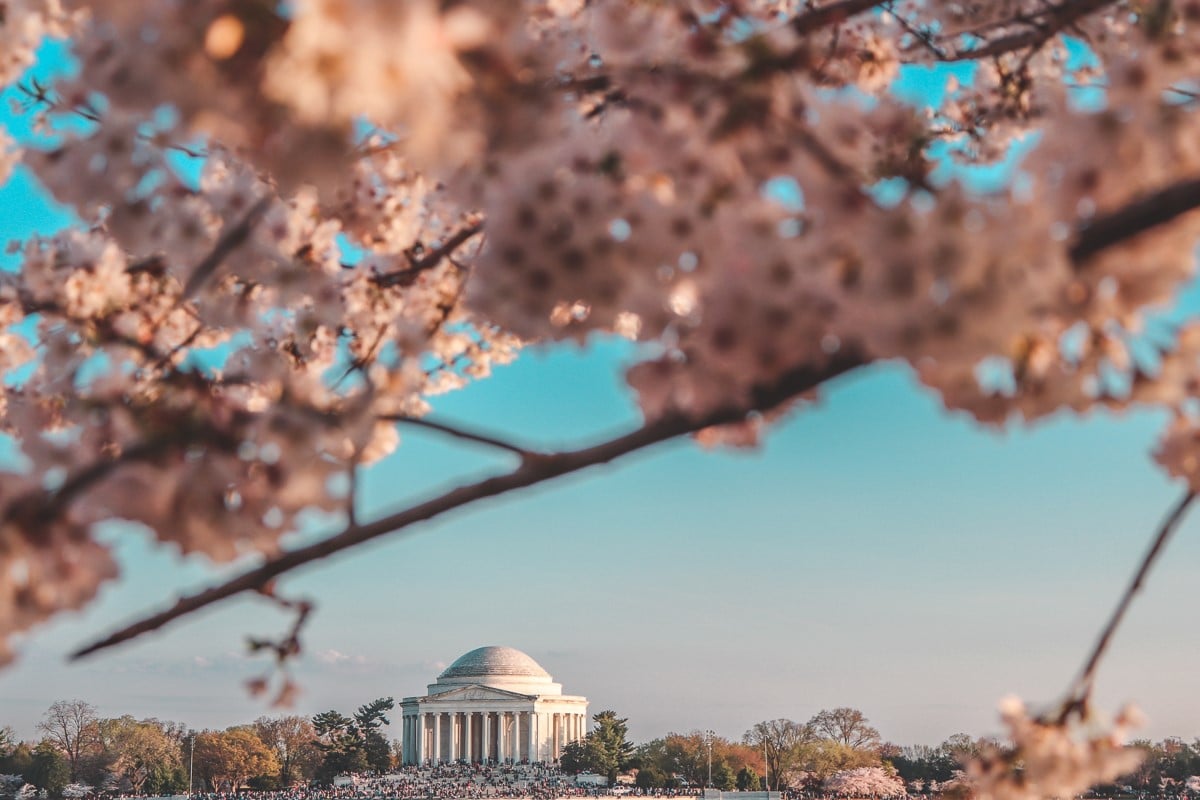 Washington DC Cherry Blossom Festival Travel Advice