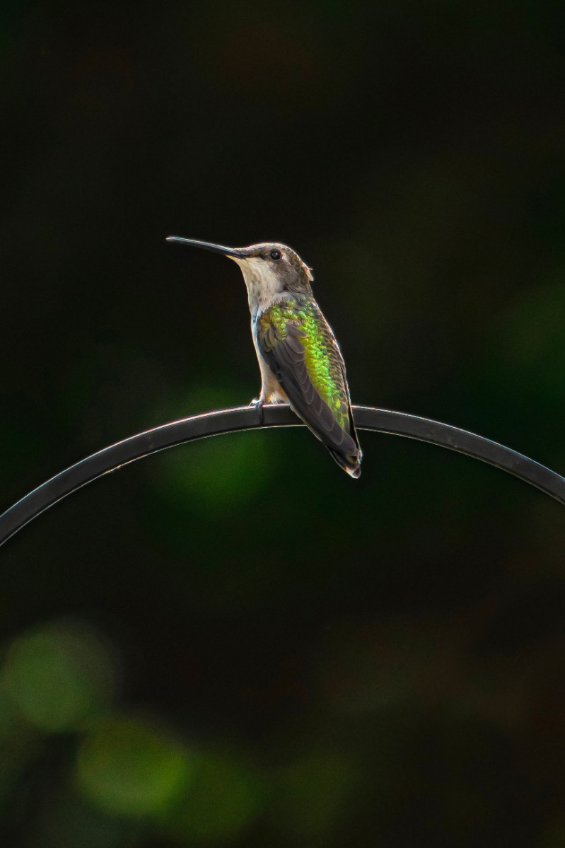 July 2023 Photo Club Winner - Hummingbird Hanging Out