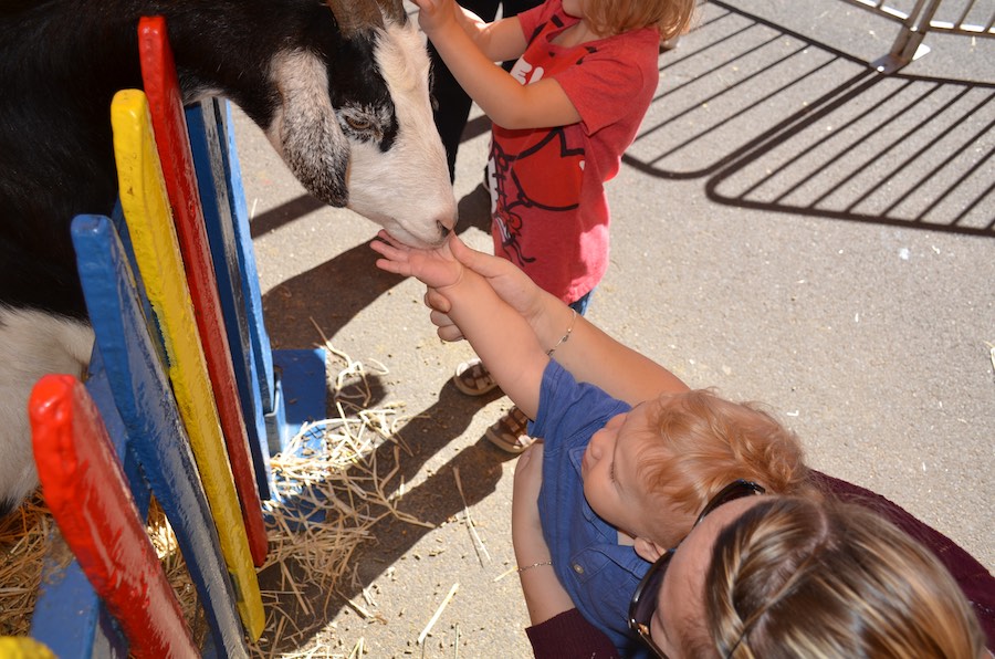 Agriculture & Animals at The Big E Fair