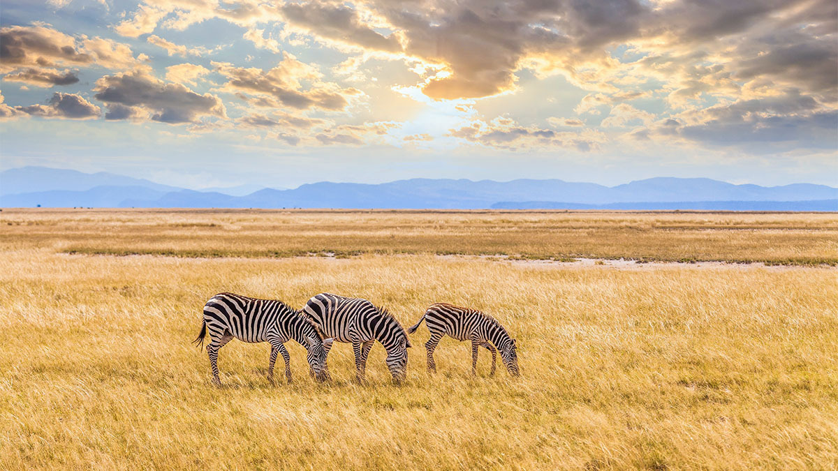 Travel Insurance for Kenya Trips & Safaris