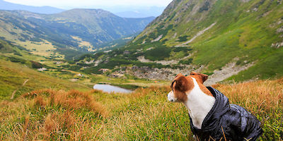 How to Travel Safely with Your Pet on Vacation