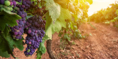 Concord Grapes on Vine in Vineyard